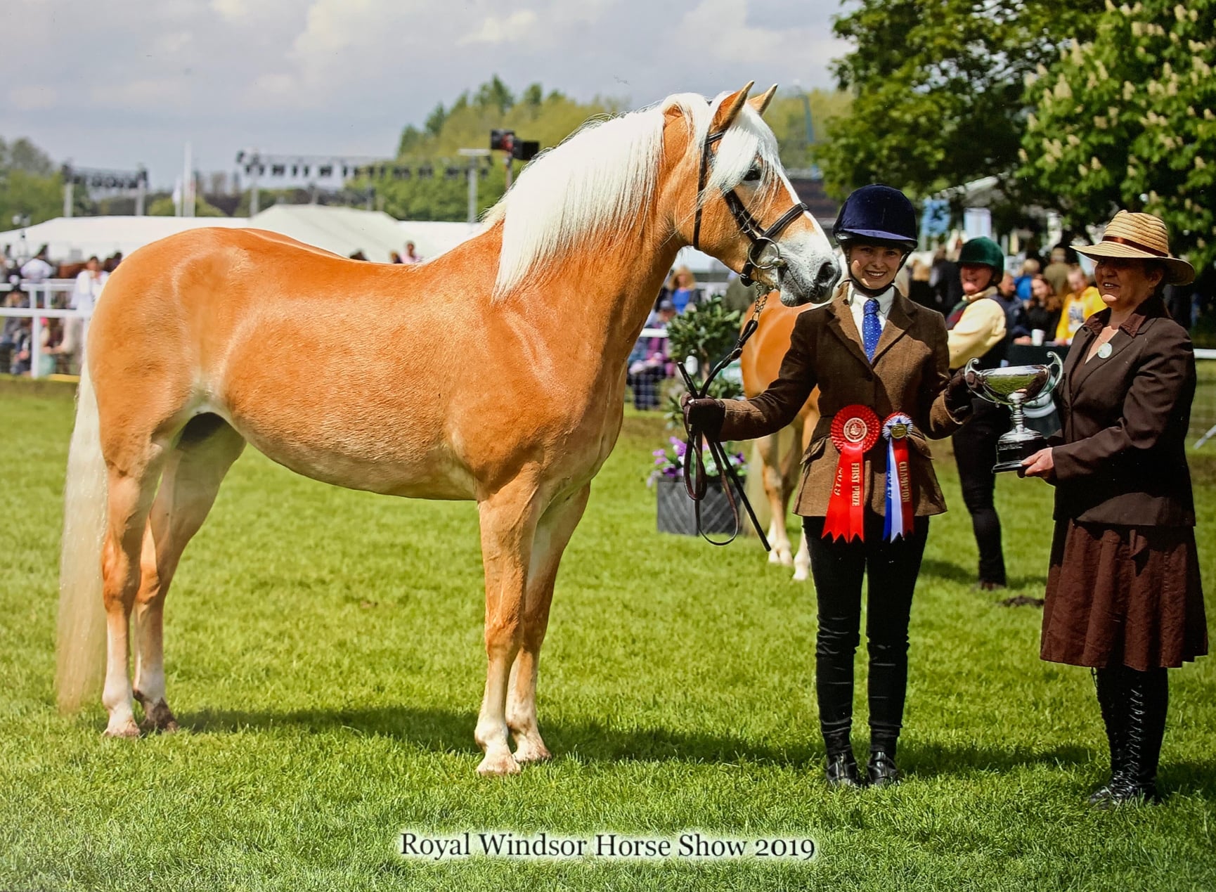 Haflinger Breeder - Oxnead Haflinger